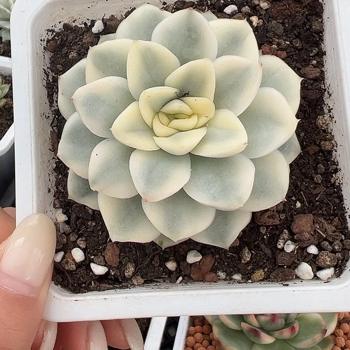 雪鸢锦多肉植物单头