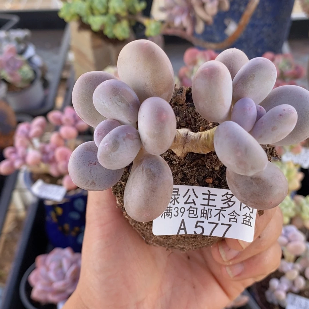 蛋黄奶老桩8cm577多肉植物
