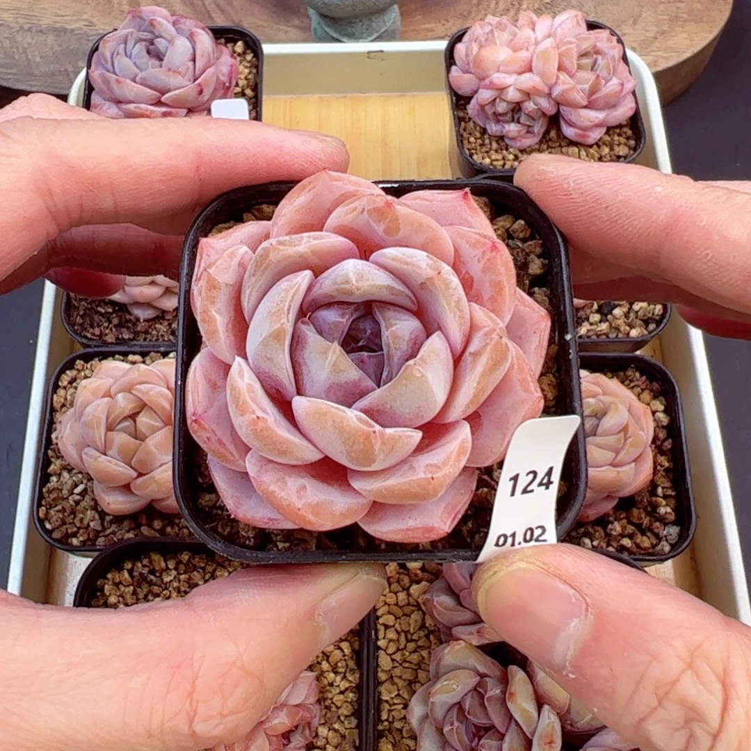 好好看124、哈哈哈哈