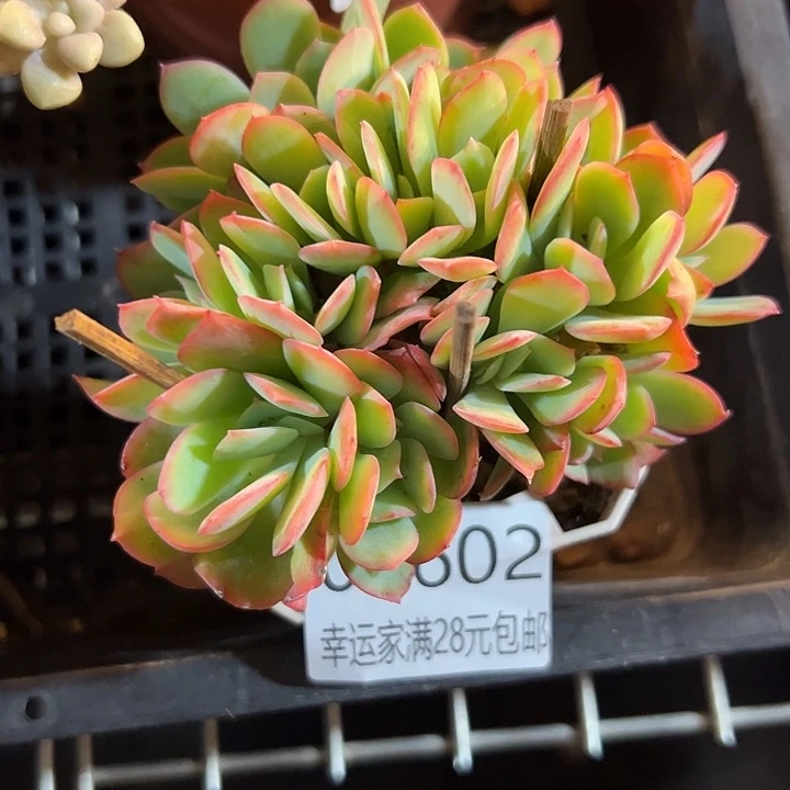 幸运的是我还没遇到幸运