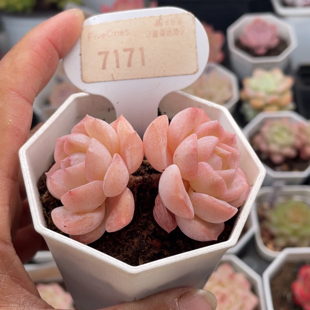 冰贵妃7171-5.5厘米