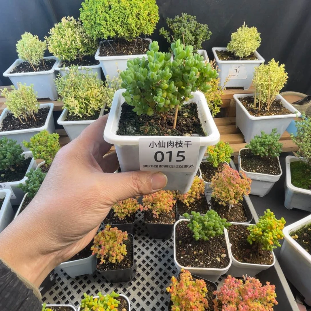 015枝干番杏10口盆元宝