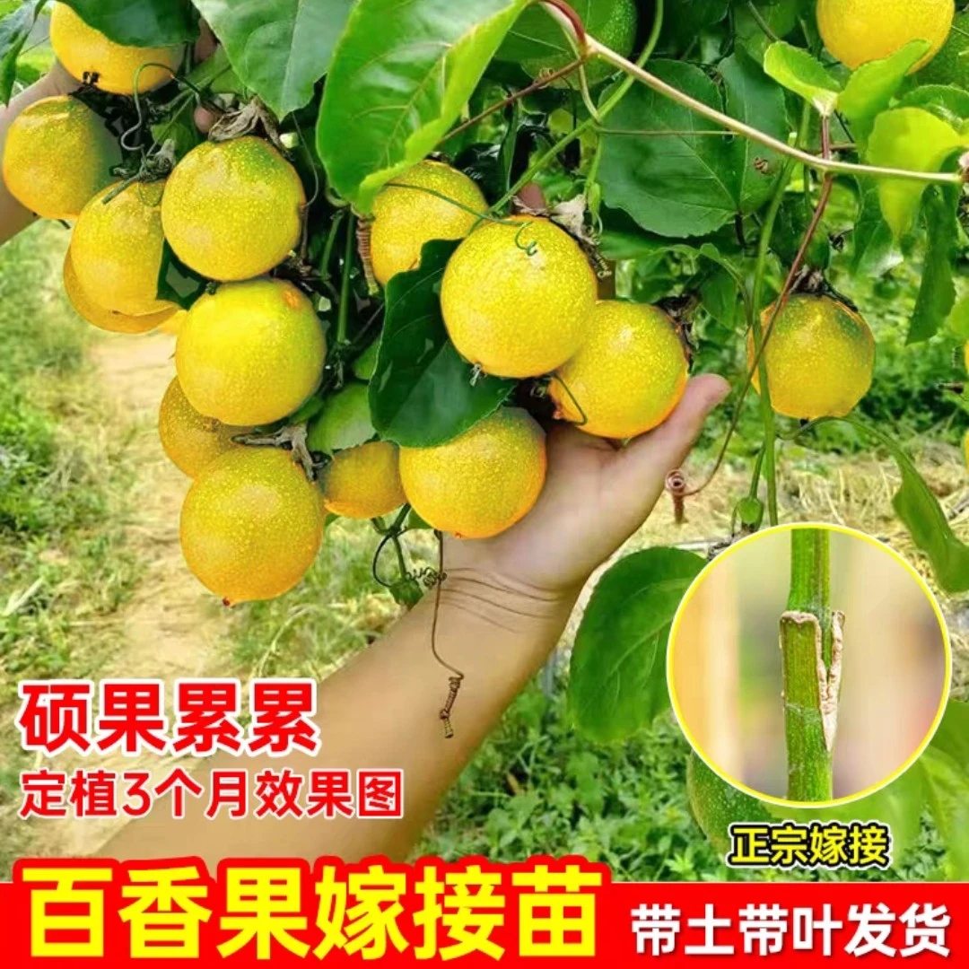 黄金9号百香果树苗百香果树果苗纯甜四季结果盆栽爬藤南北方阳台