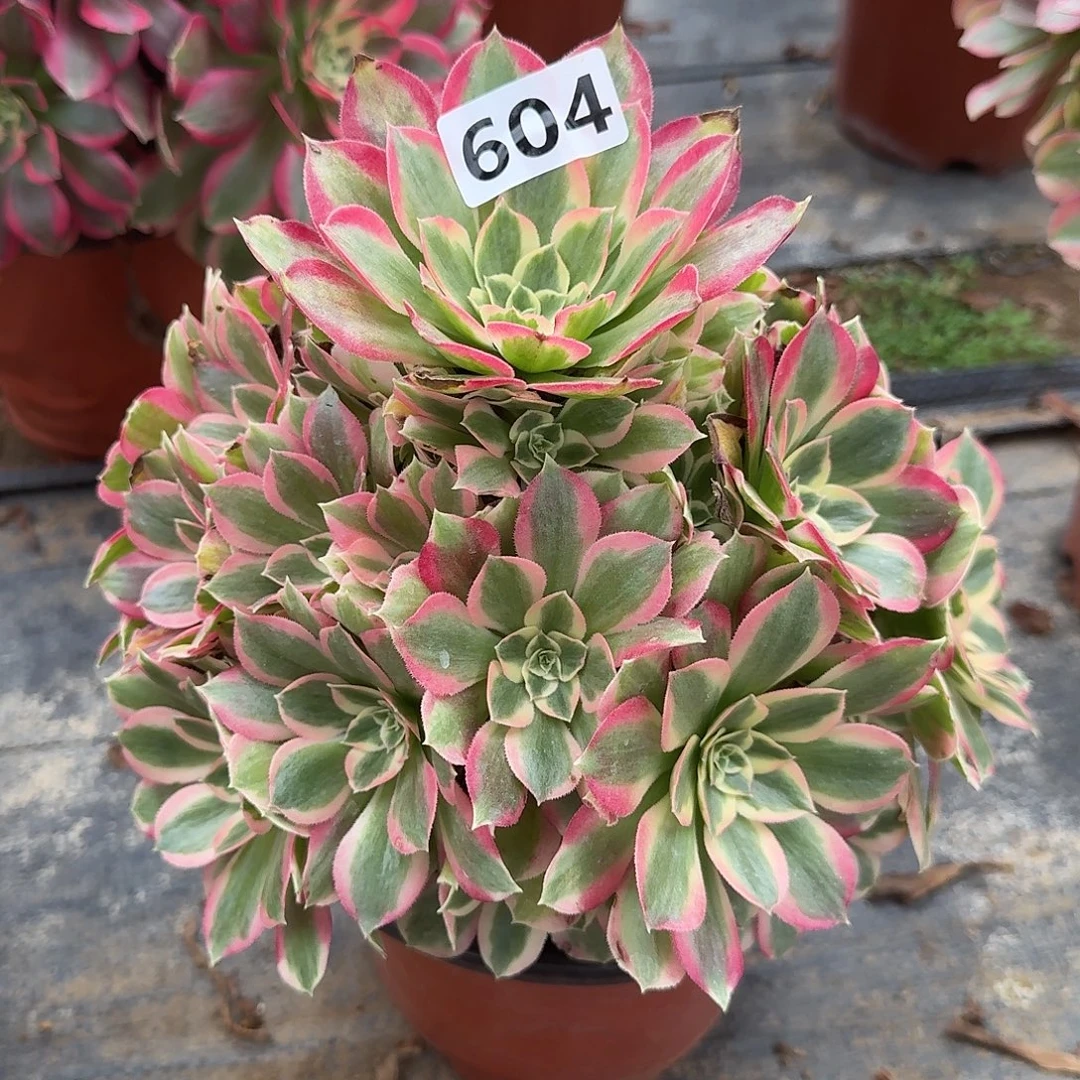 多肉植物叶罗刹604