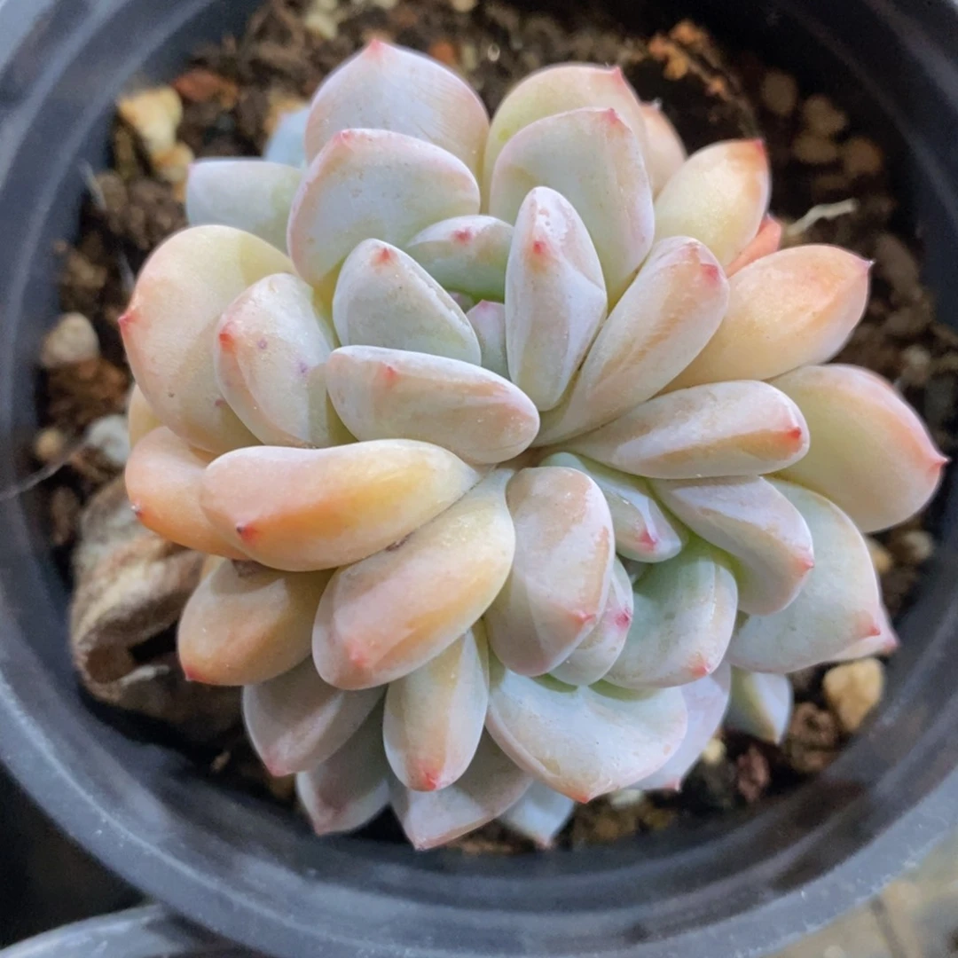 一物一拍精品多肉_