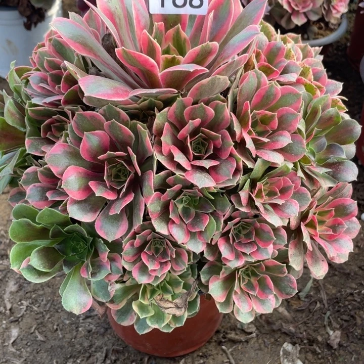 雪***冬无花朵168多肉植物女妖