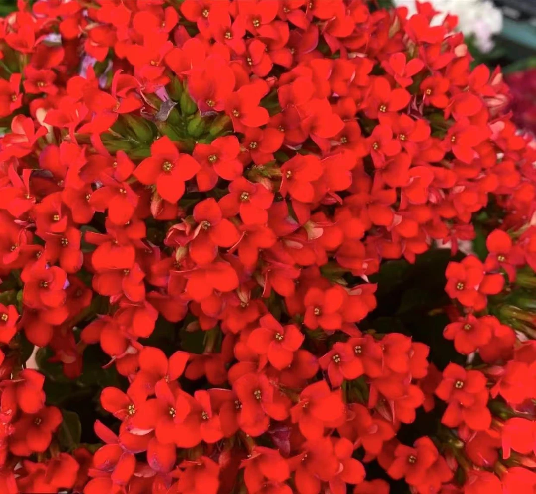 【菲戈】（大盆）~精品重瓣带花苞客厅阳台室内养殖懒人花卉美观