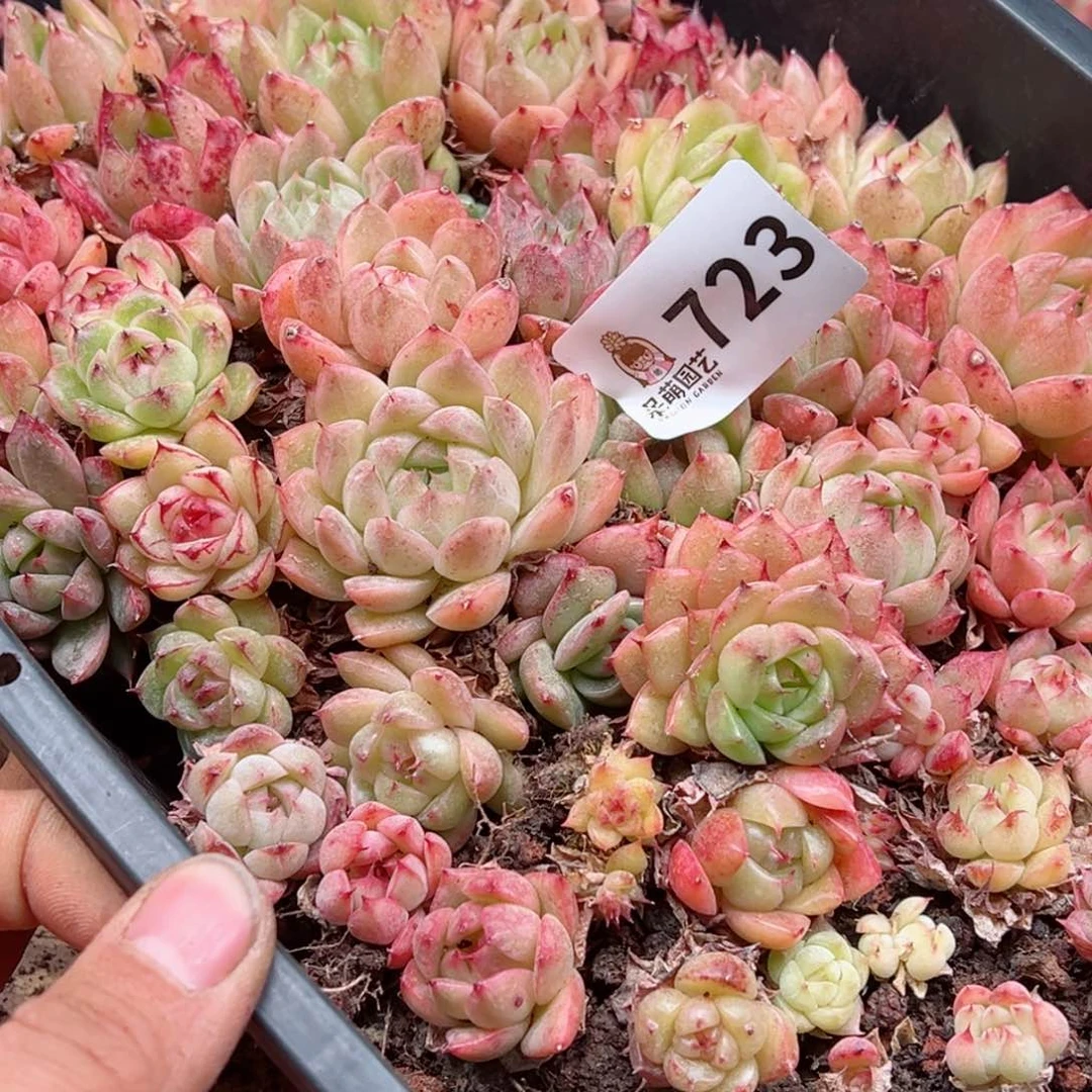 原****啊多肉植物多肉植物