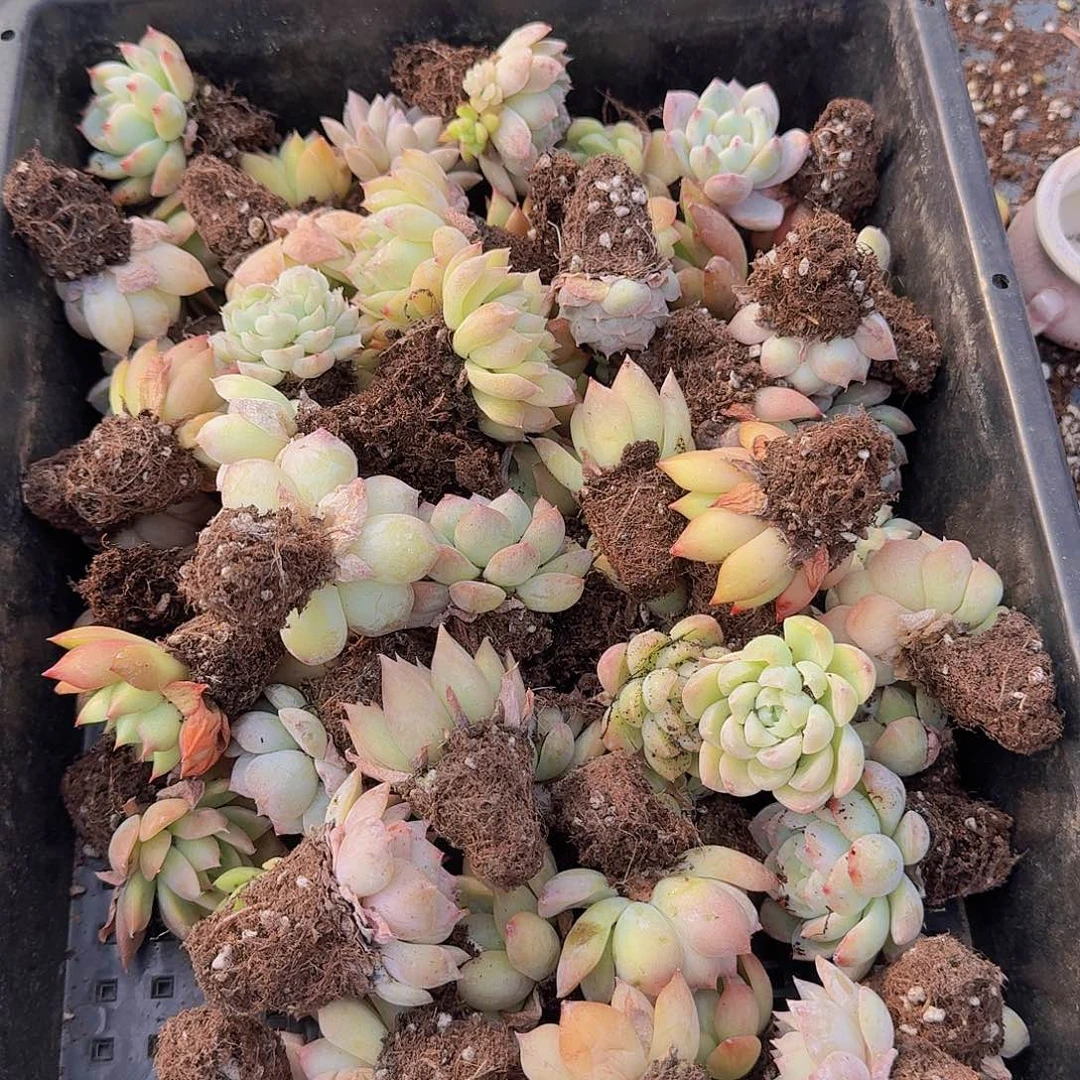 直播福利一物一拍10