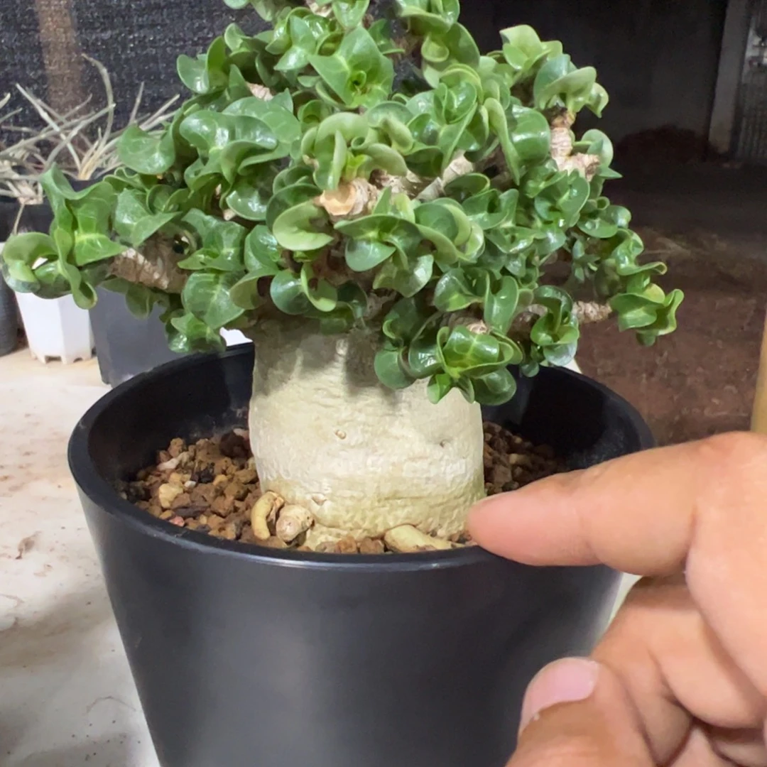 卡汉羊角一物一拍带盆发