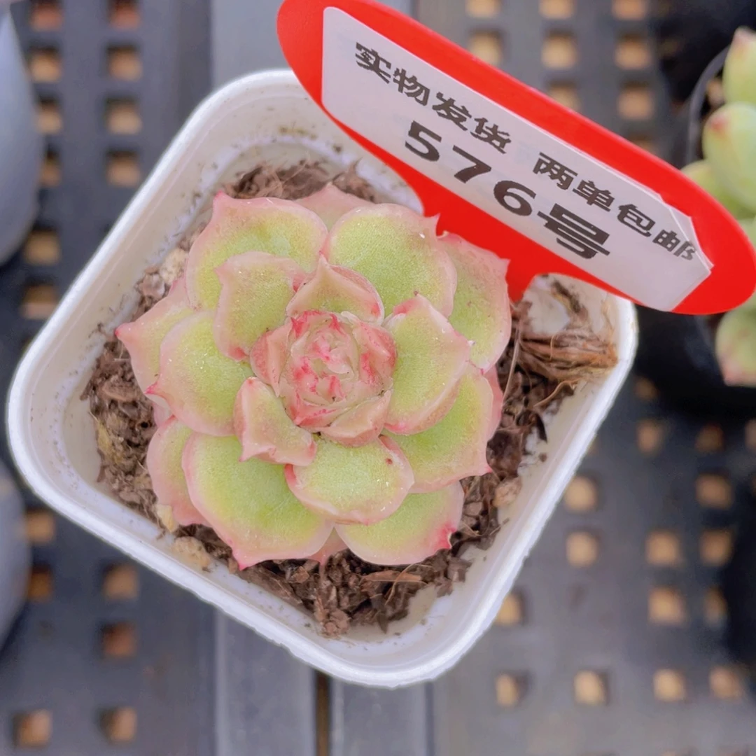 576号 水晶虾饺单头一个