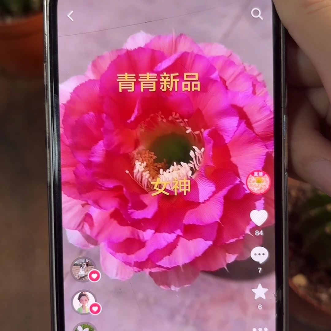 彩草青青女神6-6.5公分左右