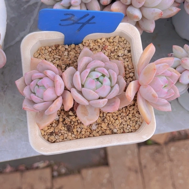 健健康康平平安安多肉