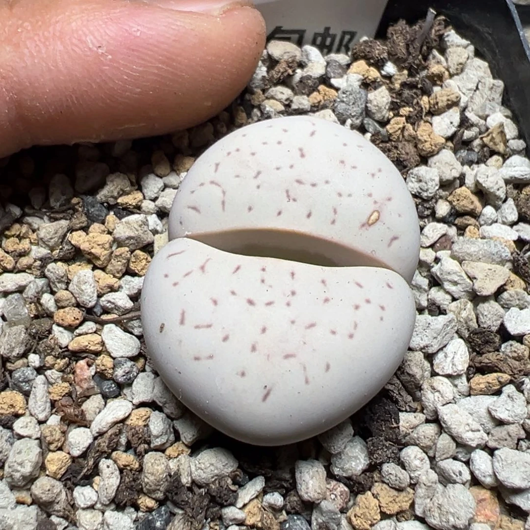 【闪购商品】 235。