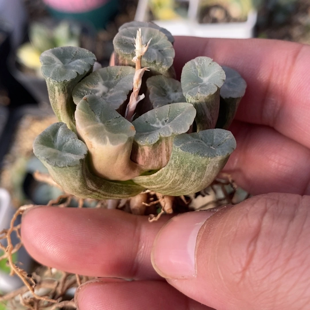 一颗万象锦 开播福利