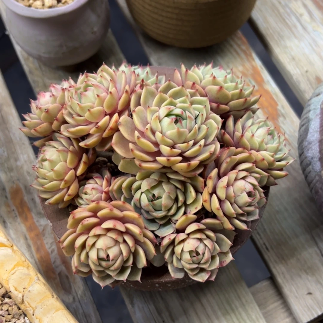 笨吧18 零零多肉植物