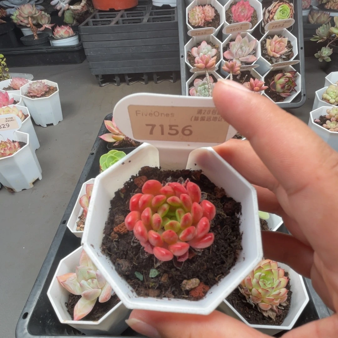7156红宝石3.5厘米