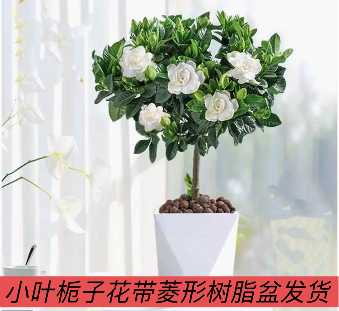 小叶栀子花盆栽四季开花室内花卉植物小叶树苗绿植