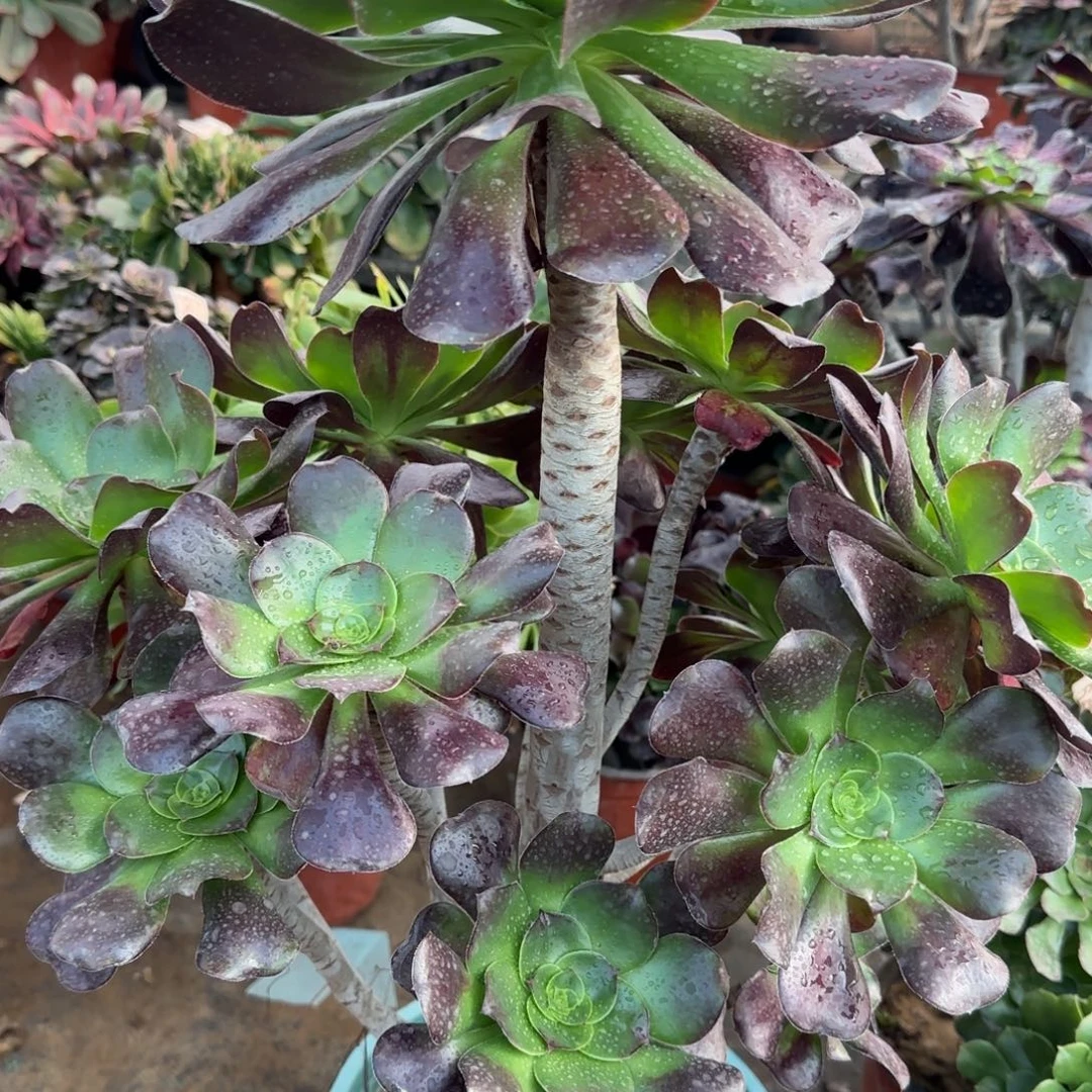 巫毒五年孤品包邮断枝不包