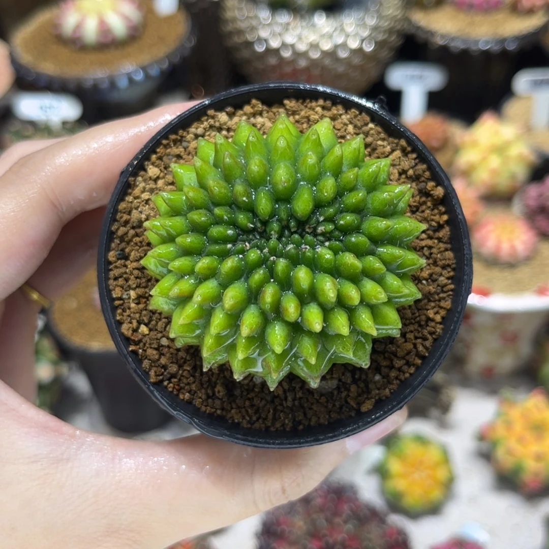 5.8cm实生小榴莲——