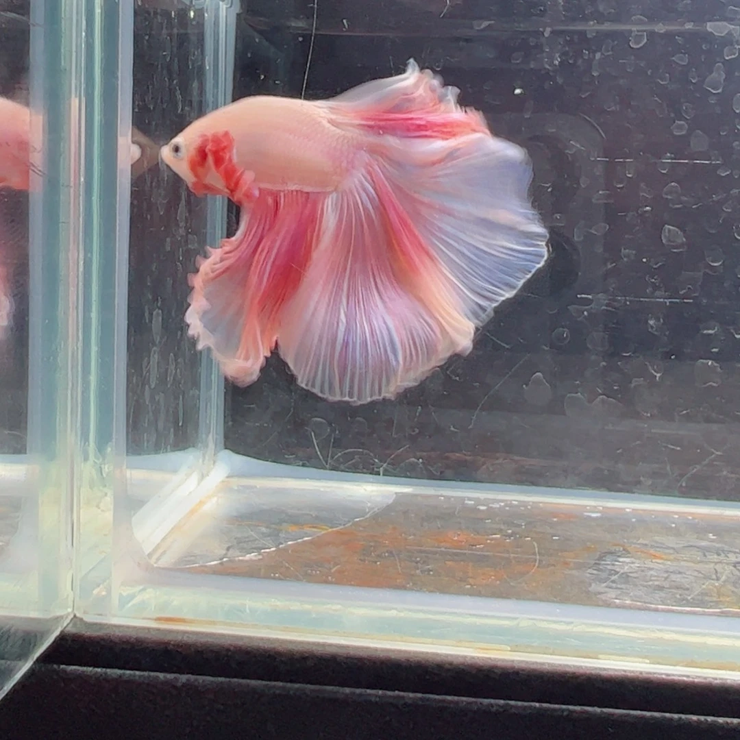 斗鱼浅色仙仙裙特殊尾