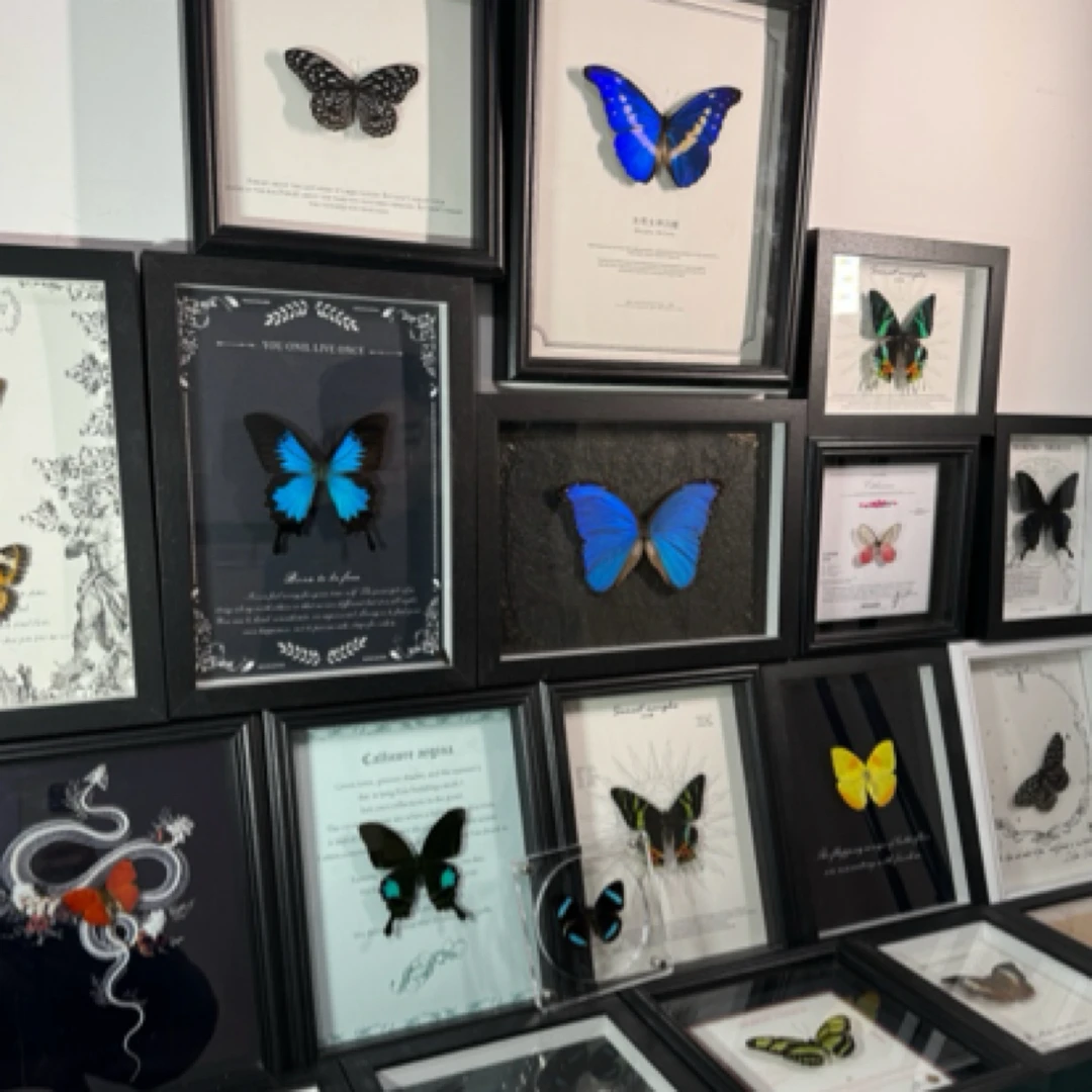 骰子对对碰（蝴蝶标本）