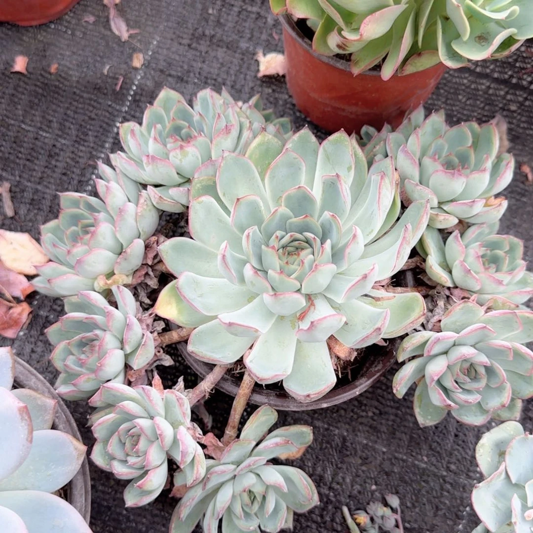 味***）无花朵花月夜手捧多肉植物