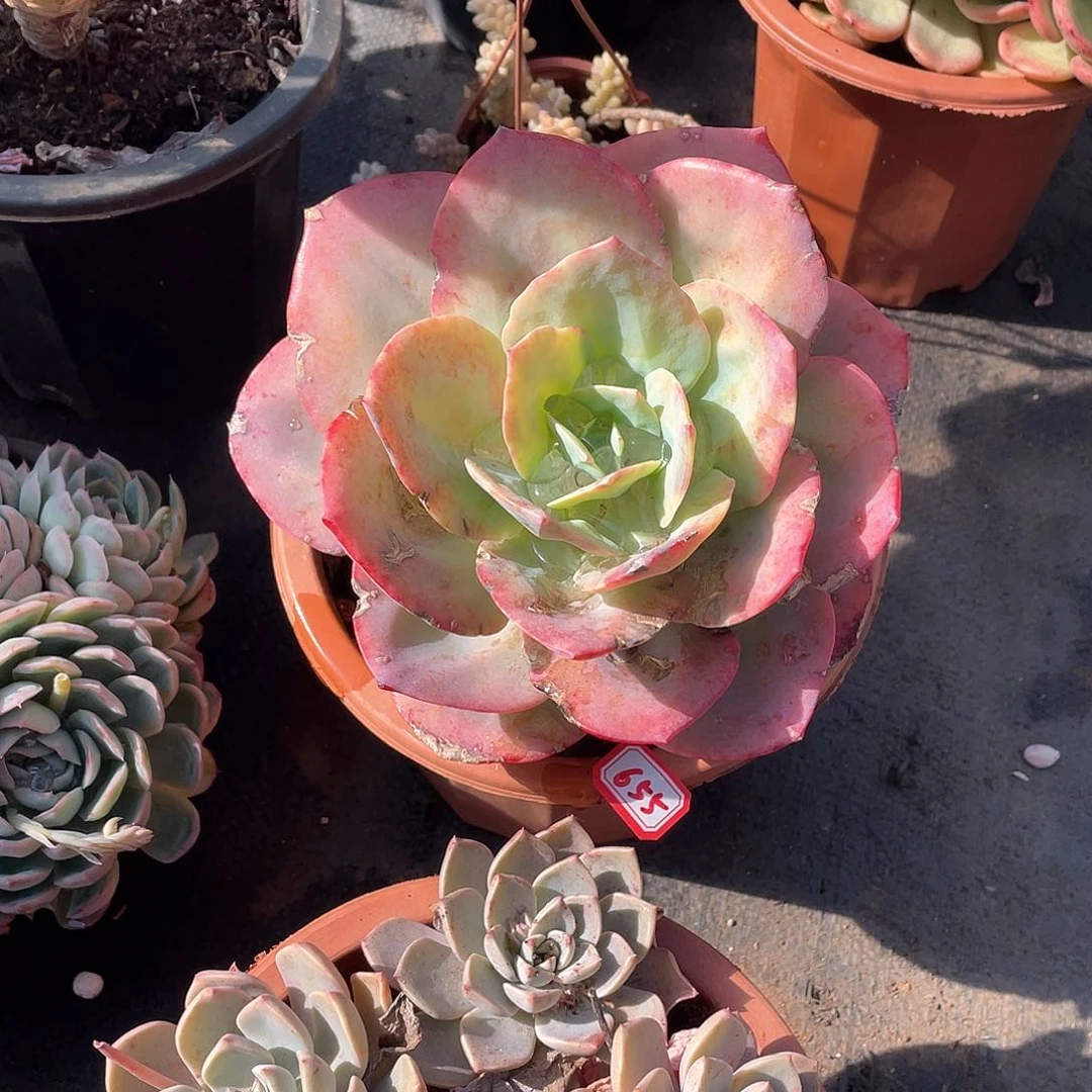 655凤一物一拍多肉