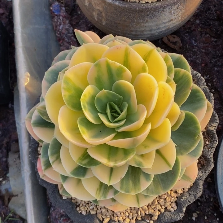 完美星纳塔锦1 号