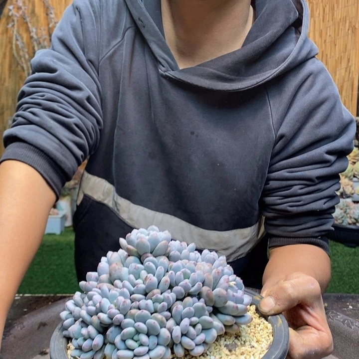 唯***e454号香香雪多肉植物