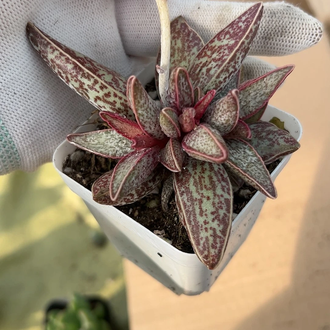 多肉植物红太平水泡