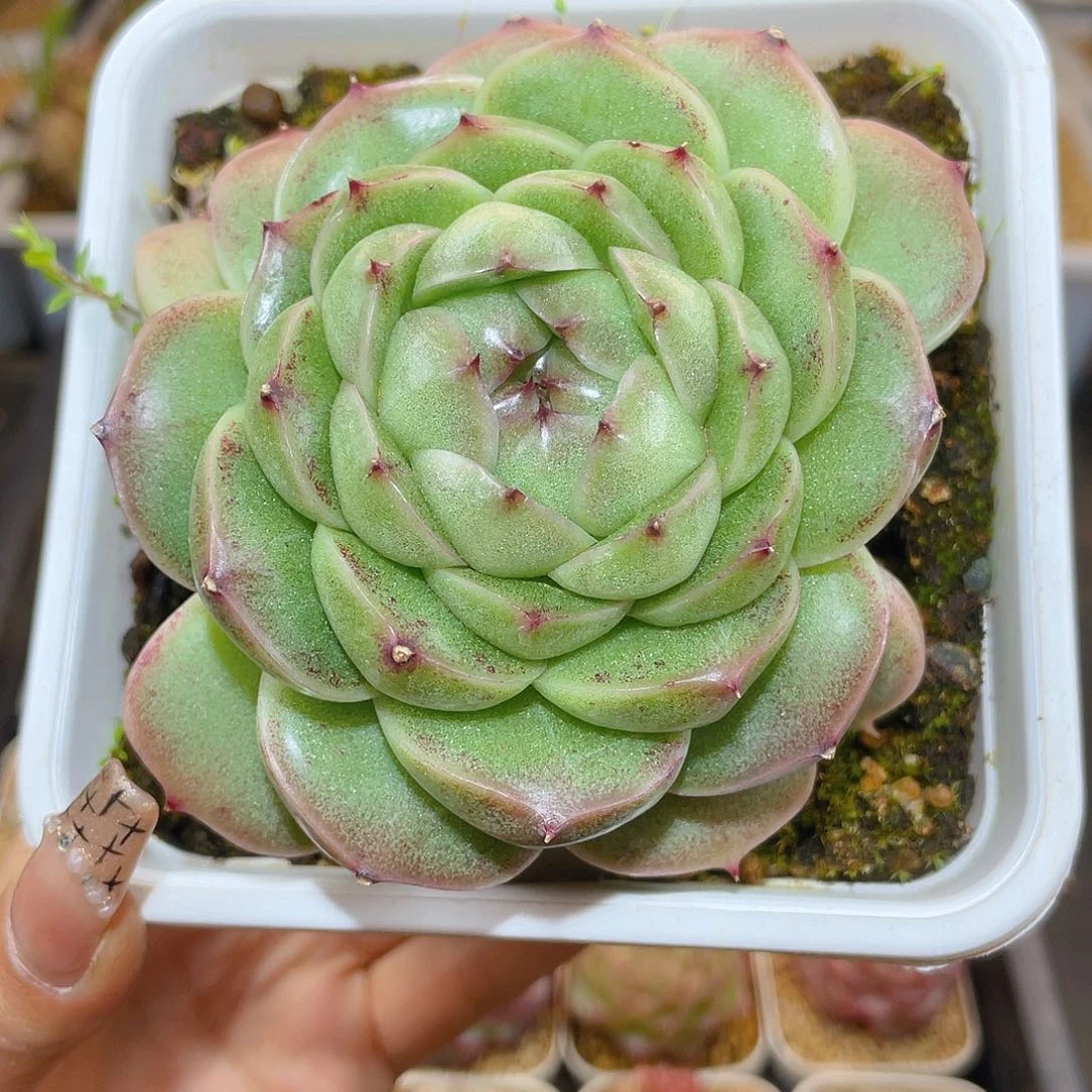 430翡冷翠母本哈哈哈