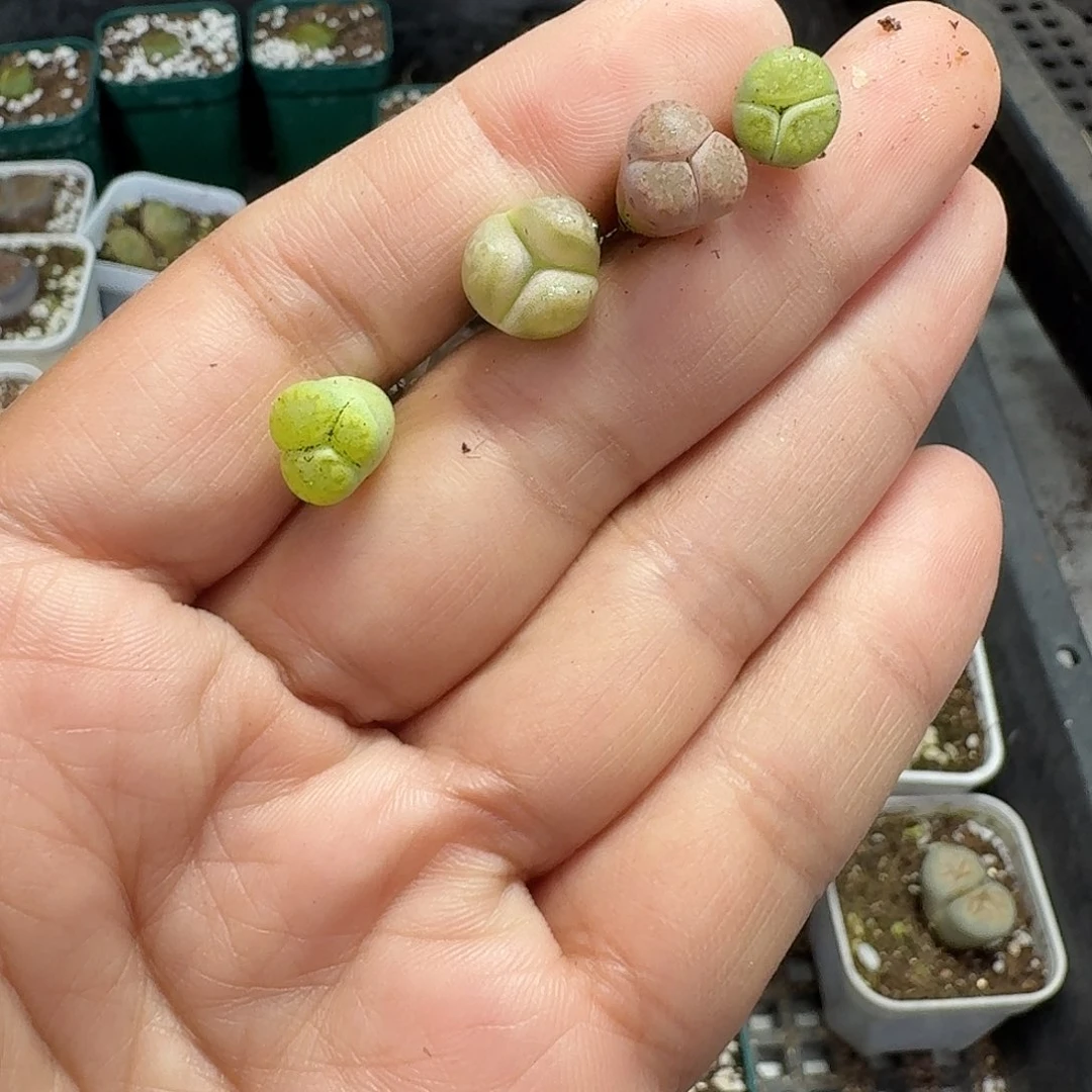 轻***舞46多肉植物多肉植物