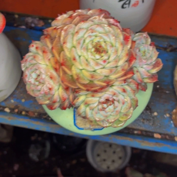 风***过老桩精品肉肉天鹅绒