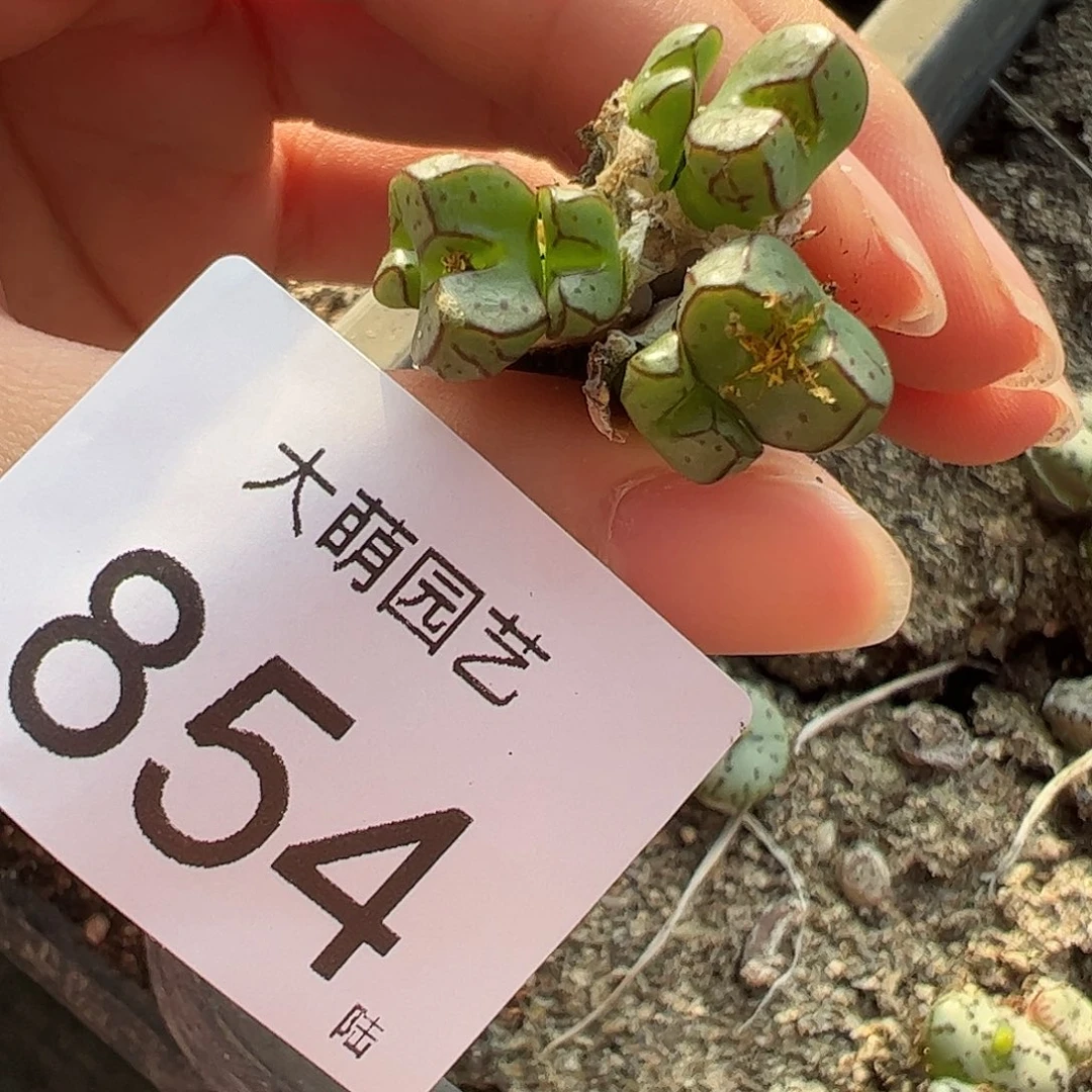 一物一拍。     854