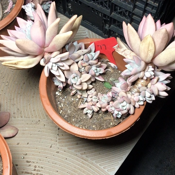 小*路77//////////////