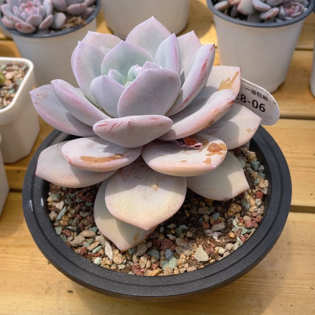 全状态奶茶脱土发