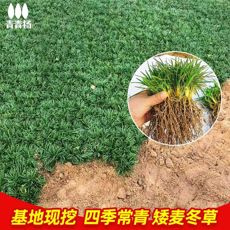 日本矮麦冬草玉龙草庭院绿化中叶金边麦冬苗园林细叶四季常青