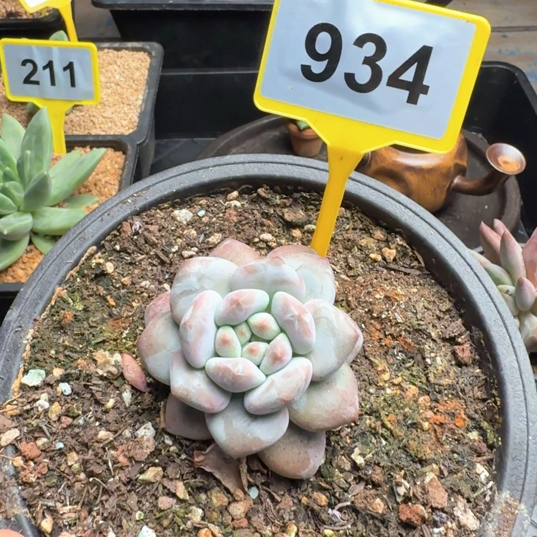 凯普敦多肉植物934