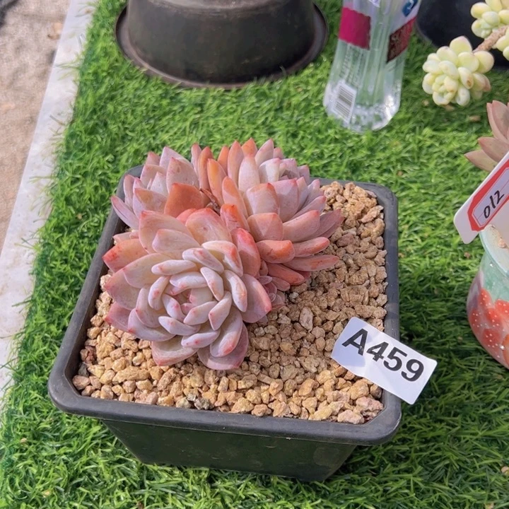 R***a精品橙梦露一物一拍459号