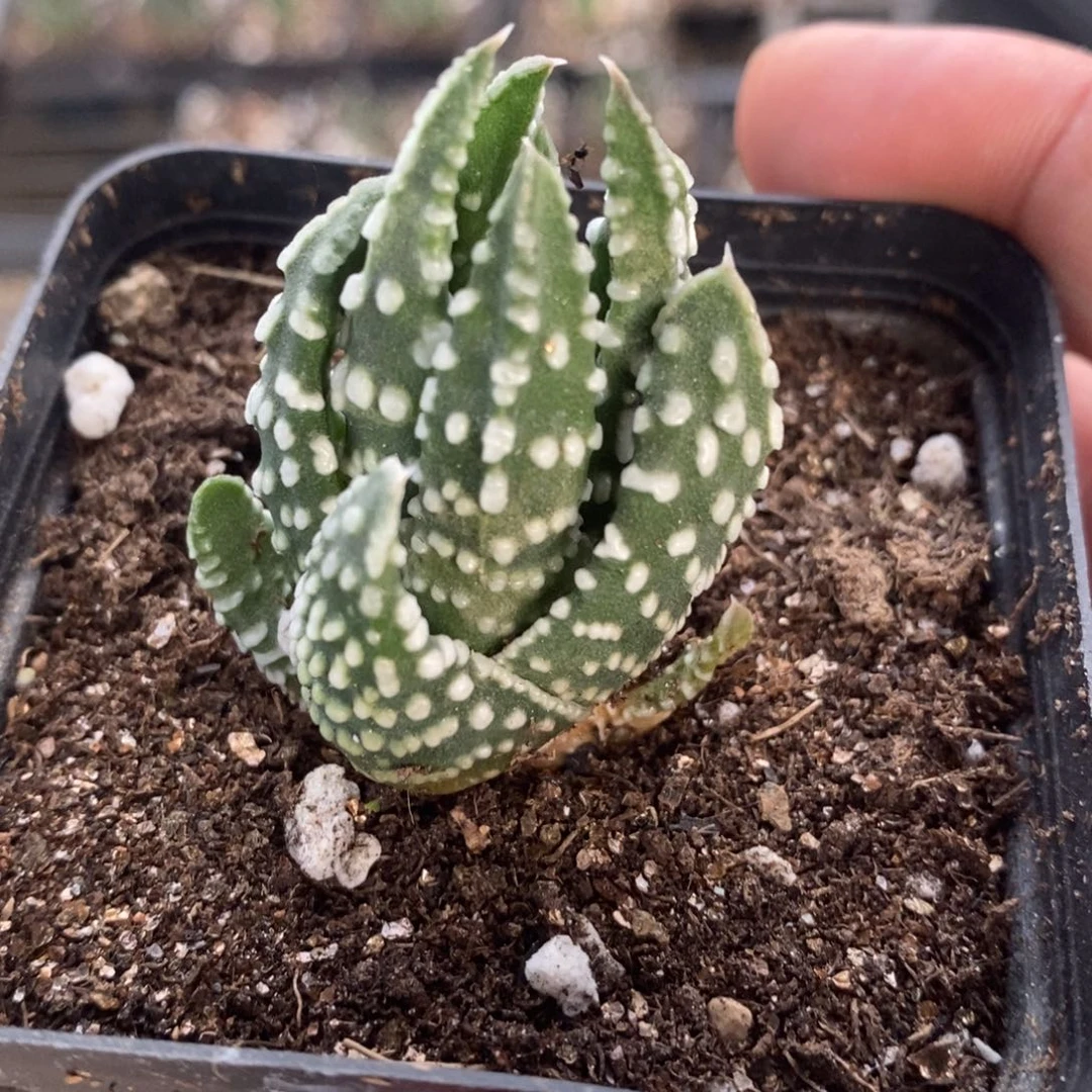 2201 一颗泪珠硬叶 超级福利