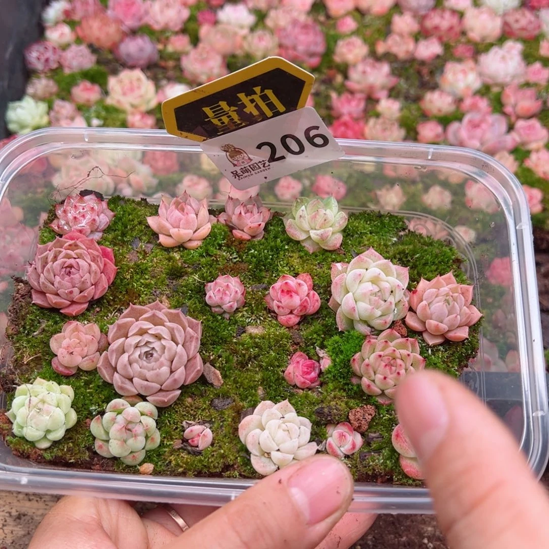 多肉植物多肉植物