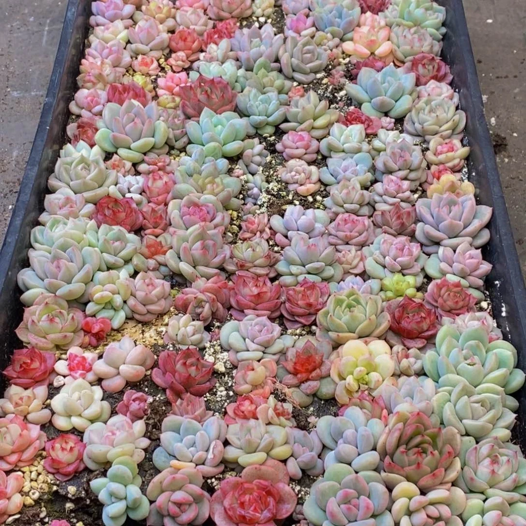 笑****舒353多肉植物保护研究所所长助理研究员