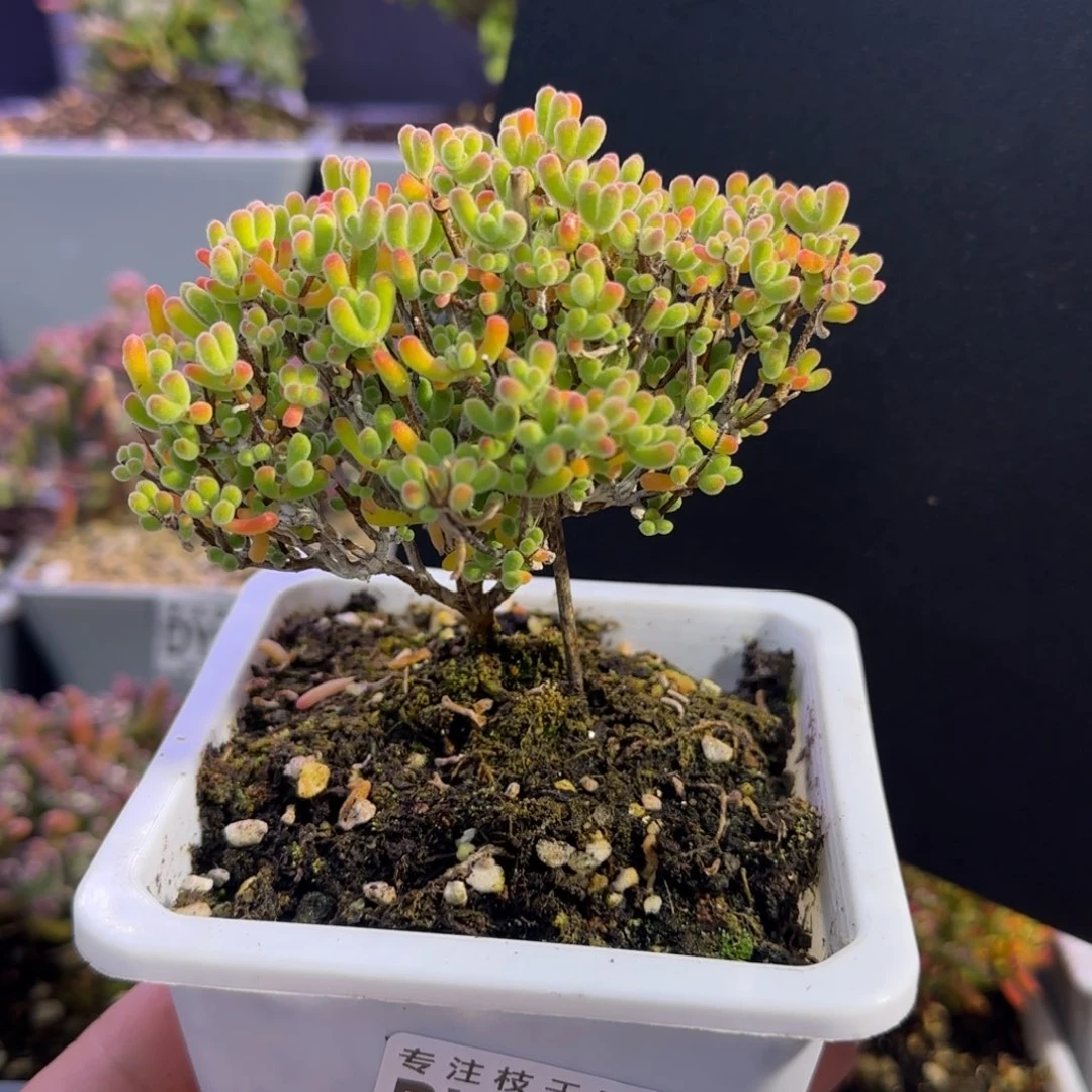 dy0948小星星直杆三岔