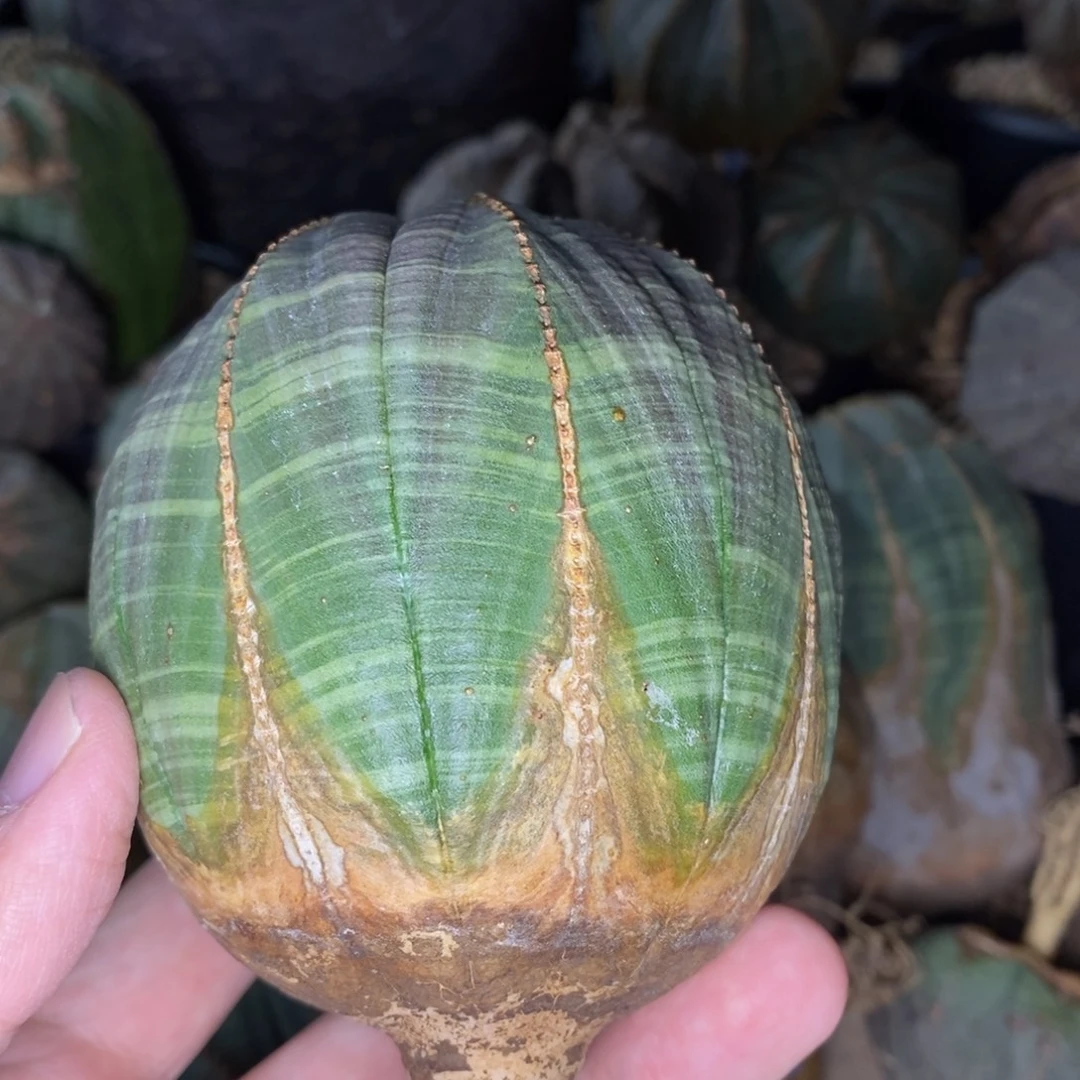 49欧系实生布纹球多肉植物