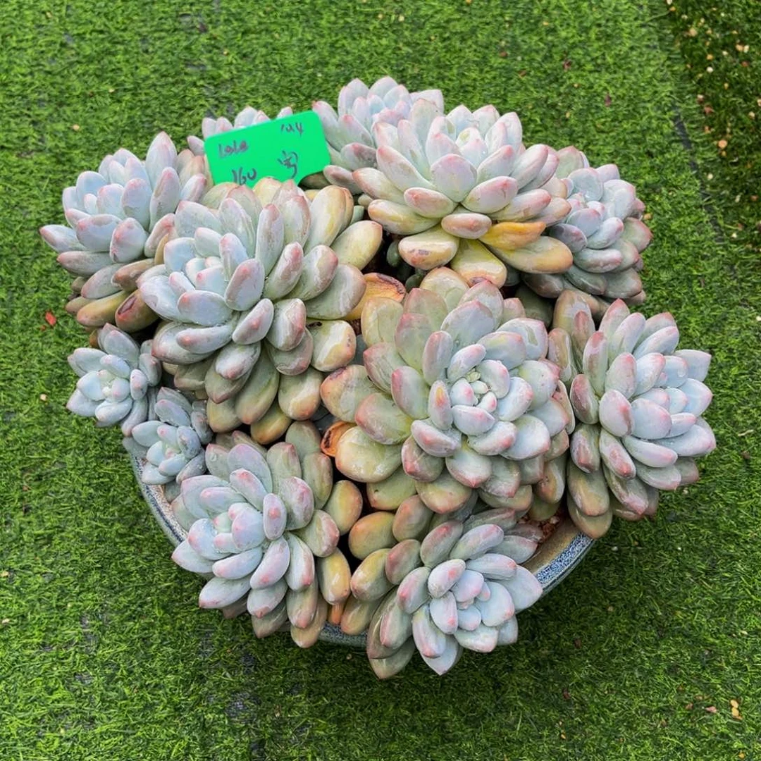 一物一拍多肉植物