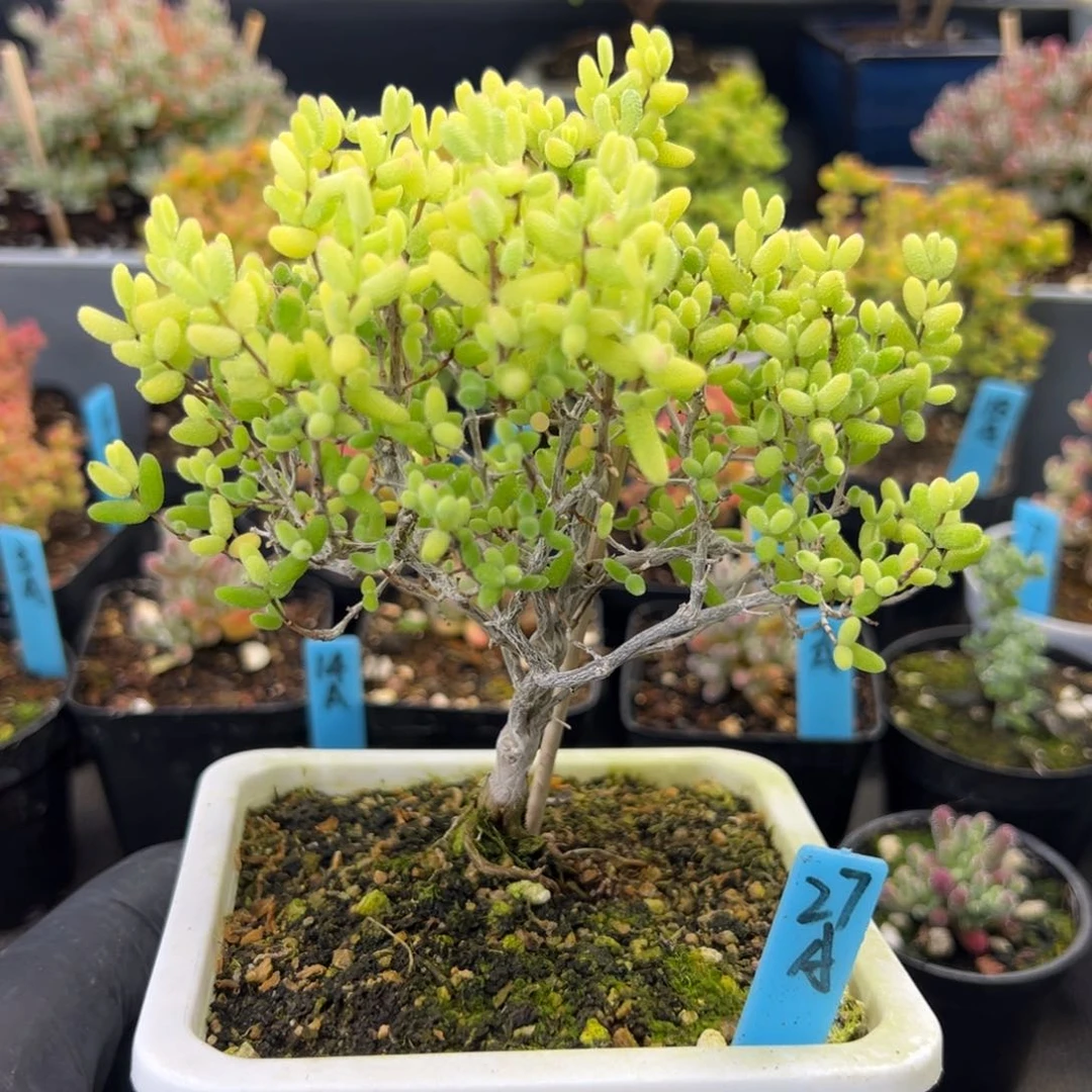 老桩霜酪凝香27号