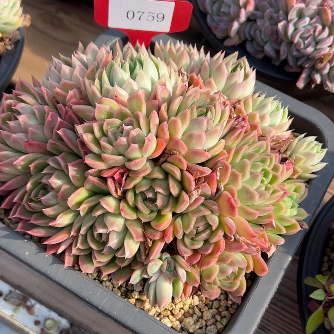 瑧*0759多肉多多多多多