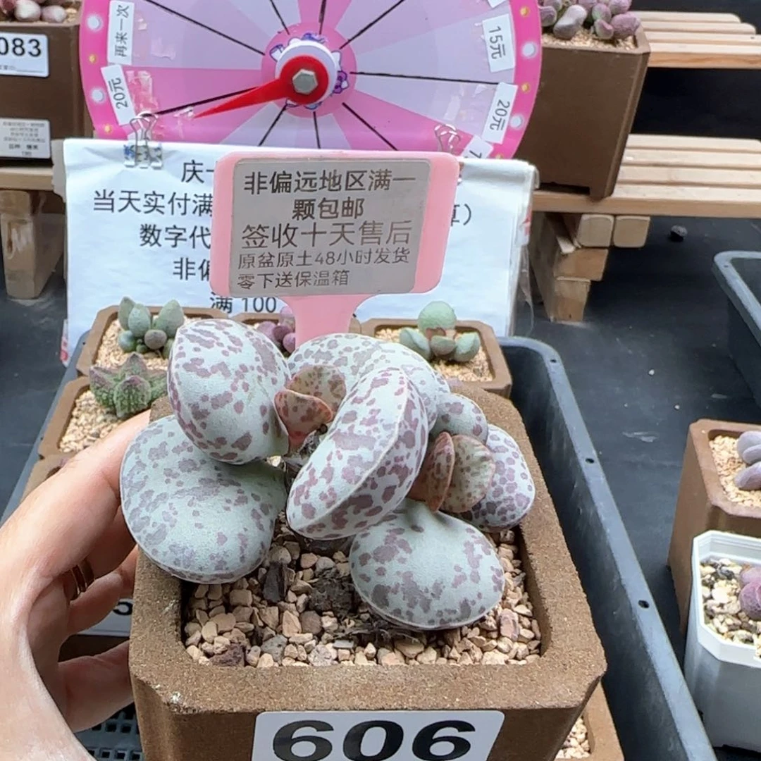 606花旦多肉植物