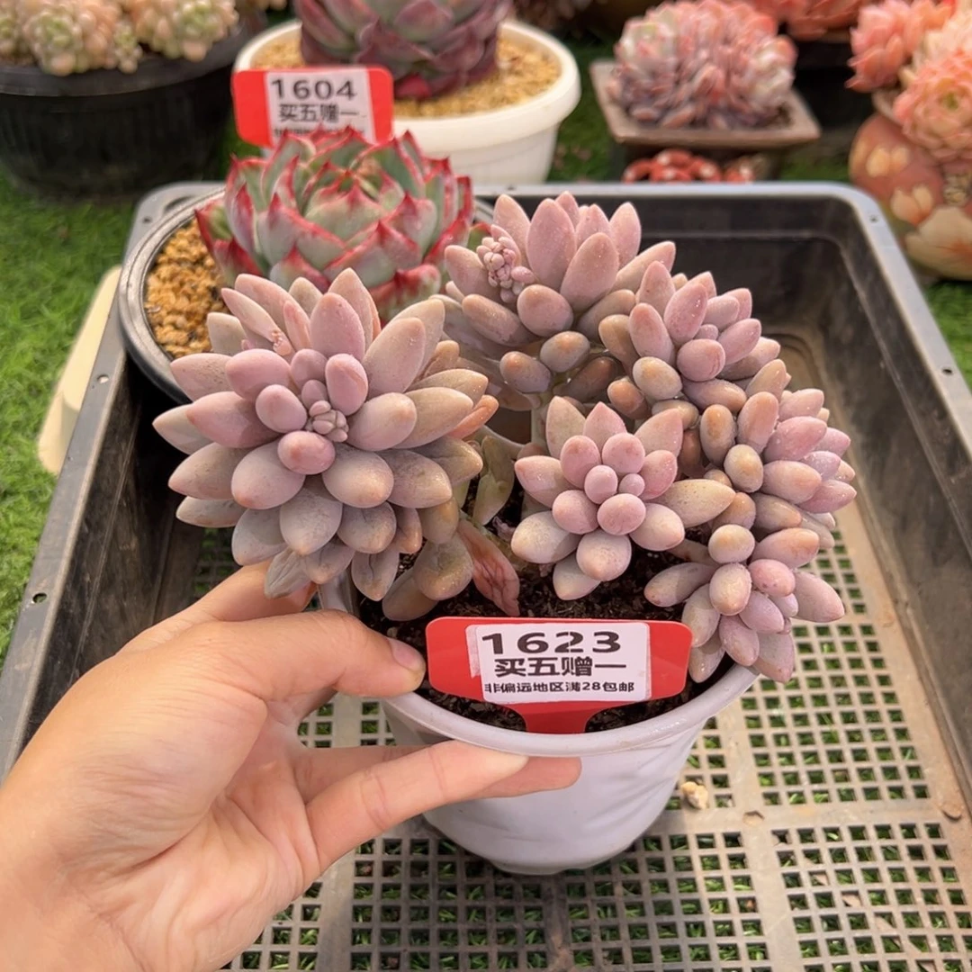 表妹精品多肉1623.